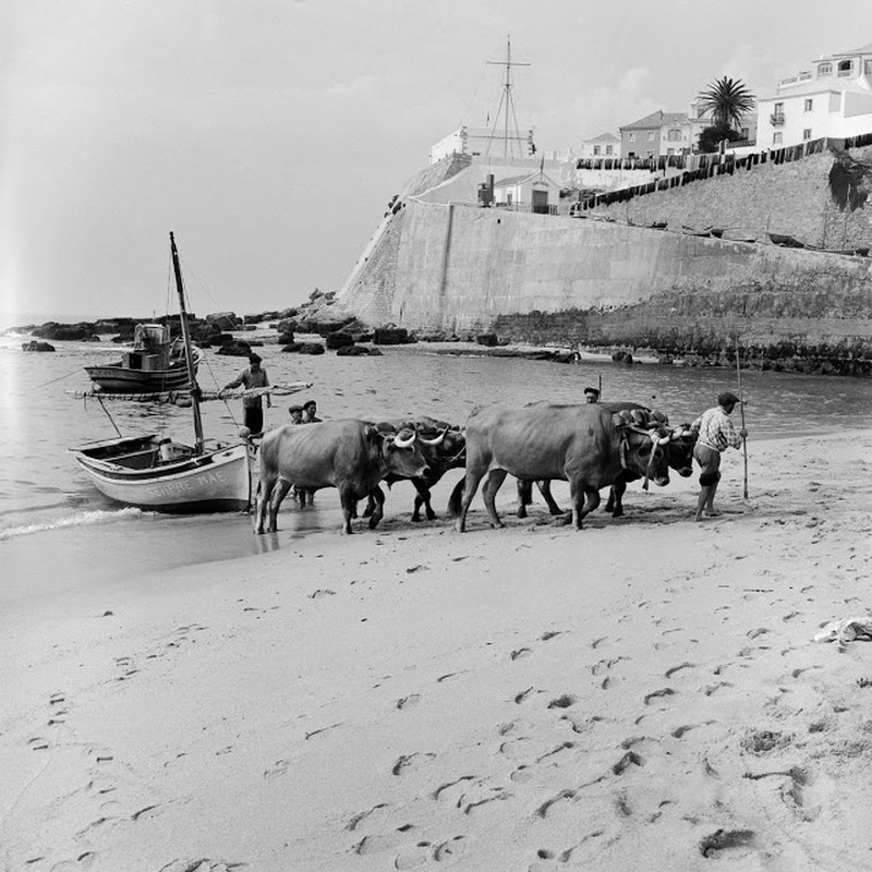 Lang chai o Bo Dao Nha thap nien 1950 qua anh-Hinh-9